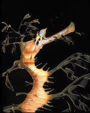 Sea Dragon