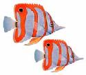 orangefish