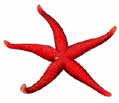 Pink Star